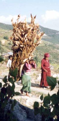 Nepal, girl carrying maize Nepal, girl carrying maize