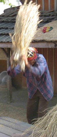 Human-Powered Rice Threshing, Chitwan, Nepal, 2008