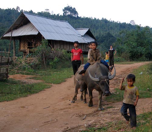 Khmu children and their buffalo, 2005