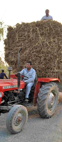 Massey Ferguson tractor and wagon with rice, Chitwan, Nepal, 2008