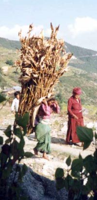 Nepal, girl carrying maize