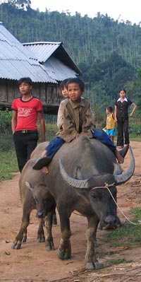 Khmu children and their buffalo, 2005